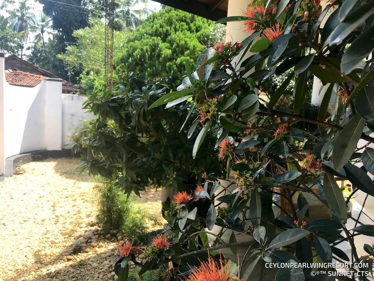 Ceylon Pearlwing Resort เนกอมโบ ภายนอก รูปภาพ